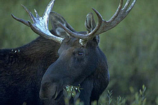 eStockPhoto Antler Food Photos