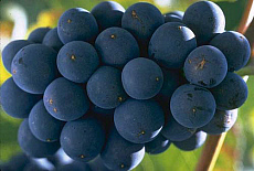 eStockPhoto Food Photos Of Bunches