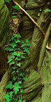 Quality stock photography from estockphoto of jungle plants