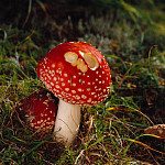 eStockPhoto Amanita Food Photos