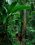 Quality stock photography from estockphoto of jungle plants