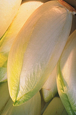 eStockPhoto Endive Food Photos