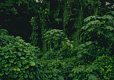 Quality stock photography from estockphoto of into woods