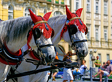 0620-206761-01
&copy; Henryk Kaiser