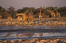eStockPhoto Etosha National Park Travel Photos