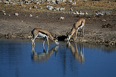eStockPhoto Etosha National Park Travel Photos