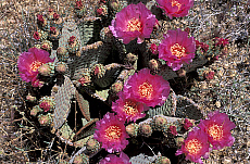 eStockPhoto Opuntia Food Photos