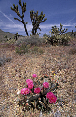 eStockPhoto Opuntia Food Photos