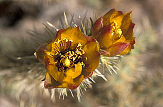 eStockPhoto Opuntia Food Photos