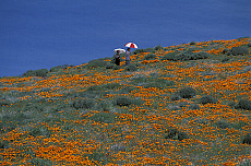 eStockPhoto Antelope Valley Travel Photos