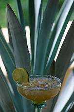 eStockPhoto Agave Food Photos