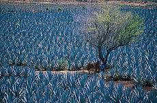 eStockPhoto Agave Food Photos