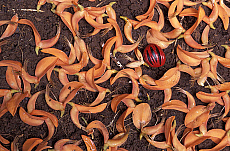 eStockPhoto Nutmeg Food Photos