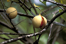 eStockPhoto Nutmeg Food Photos