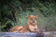 Quality stock photography from estockphoto of africa