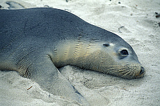 eStockPhoto Kangaroo Island Travel Photos