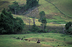 Quality stock photography from estockphoto of Eungella