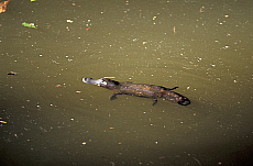Quality stock photography from estockphoto of Eungella