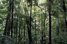Quality stock photography from estockphoto of Eungella