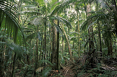 Quality stock photography from estockphoto of Eungella