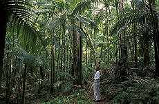 Quality stock photography from estockphoto of Eungella