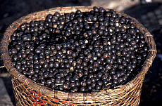 Quality stock photography from estockphoto of acai Brazil