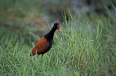 Quality stock photography from estockphoto of jacana