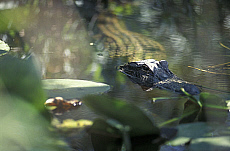 eStockPhoto Everglades National Park Travel Photos
