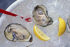 eStockPhoto Food Photos Of Oysters