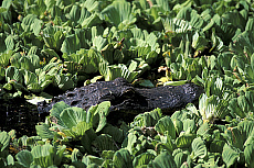 eStockPhoto Everglades National Park Travel Photos