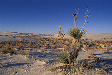 eStockPhoto Yucca Food Photos
