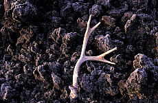 eStockPhoto Antler Food Photos