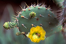 eStockPhoto Arikok National Park Travel Photos