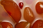 eStockPhoto Pickle Stock Photography