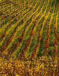 eStockPhoto Collio Food Photos