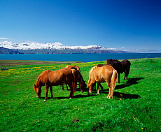 Quality stock photography from estockphoto of iceland