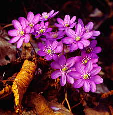 eStockPhoto Hepatica Animal Photos