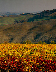 eStockPhoto Seven Hills Vineyard Travel Photos
