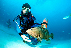 eStockPhoto Grouper Stock Photography