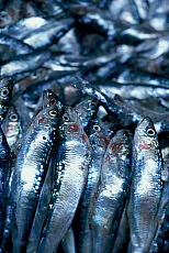eStockPhoto Food Photos Of Sardines