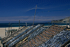 eStockPhoto Food Photos Of Sardines