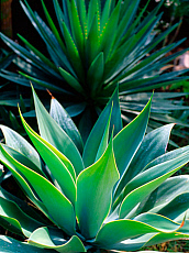 eStockPhoto Agave Food Photos