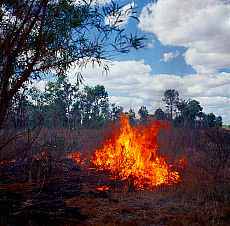 Quality stock photography from estockphoto of Kakadu