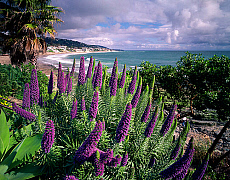 eStockPhoto Laguna Beach Travel Photos