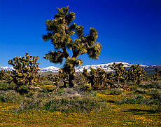 eStockPhoto Yucca Food Photos