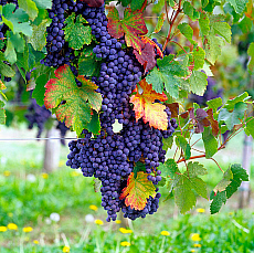 eStockPhoto Collio Food Photos