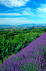 eStockPhoto Beaujolais Food Photos