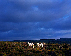 Quality stock photography from estockphoto of island horse