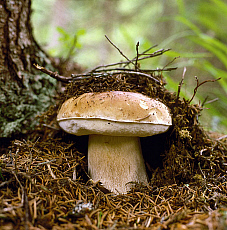 eStockPhoto Boletus Food Photos