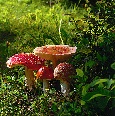 eStockPhoto Amanita Food Photos